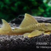 Gelber Phantomwels, L 200, Hemiancistrus Subviridis -AQUATLATI Geschaft Gelber Phantomwels L 200 Hemiancistrus subviridis 1