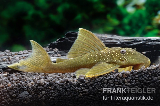 Gelber Phantomwels, L 200, Hemiancistrus Subviridis 3 Gelber Phantomwels, L 200, Hemiancistrus Subviridis