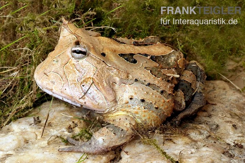 Gemalter Hornfrosch (red), Ceratophrys Cornuta 6 Gemalter Hornfrosch (red), Ceratophrys Cornuta - Image 4