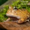 Gemalter Hornfrosch (red), Ceratophrys Cornuta 2 Gemalter Hornfrosch (red), Ceratophrys Cornuta -AQUATLATI Geschaft Gemalter Hornfrosch Ceratophrys cornuta 1 1