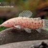 Gemalter Schwielenwels Albino, Hoplosternum Thoracatum 1 Gemalter Schwielenwels Albino, Hoplosternum Thoracatum -AQUATLATI Geschaft Gemalter Schwielenwels Hoplosternum thoracatum albino