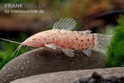 Gemalter Schwielenwels Albino, Hoplosternum Thoracatum