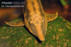 Gemeiner Bartwels, Sturisoma Barbatum