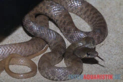 Geoffroy-Renner, Platyceps Florulentus -AQUATLATI Geschaft Geoffroy Renner Platyceps florulentus 3