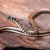 Gestreifte Sumpfschlange, Psammophis Praeornatus -AQUATLATI Geschaft Gestreifte Sumpfschlange Psammophis praeornatus 1