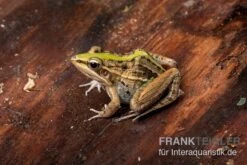 Gestreifter Grasfrosch, Ptychadena Porosissima 11 Gestreifter Grasfrosch, Ptychadena Porosissima -AQUATLATI Geschaft Gestreifter Grasfrosch Ptychadena porosissima 3