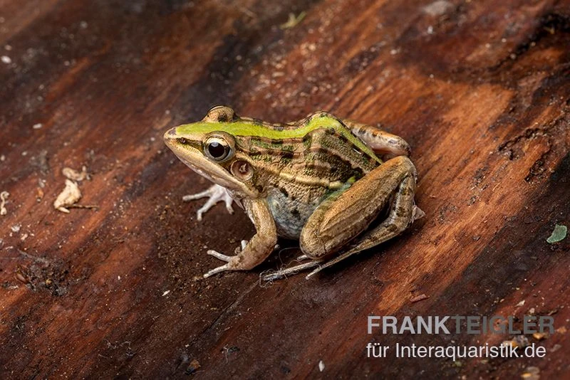 Gestreifter Grasfrosch, Ptychadena Porosissima 7 Gestreifter Grasfrosch, Ptychadena Porosissima - Image 5