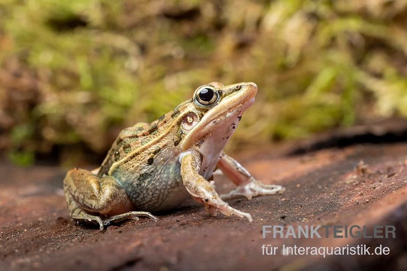 Gestreifter Grasfrosch, Ptychadena Porosissima 3 Gestreifter Grasfrosch, Ptychadena Porosissima