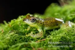 Getupfter Riedfrosch, Hyperolius Guttulatus -AQUATLATI Geschaft Getupfter Riedfrosch Hyperolius guttulatus 3