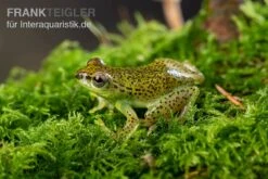 Getupfter Riedfrosch, Hyperolius Guttulatus -AQUATLATI Geschaft Getupfter Riedfrosch Hyperolius guttulatus 4