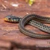 Gewöhnliche Strumpfbandnatter, Thamnophis Sirtalis