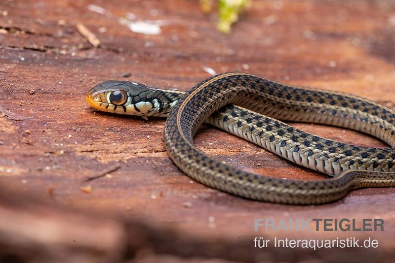Gewöhnliche Strumpfbandnatter, Thamnophis Sirtalis 3 Gewöhnliche Strumpfbandnatter, Thamnophis Sirtalis