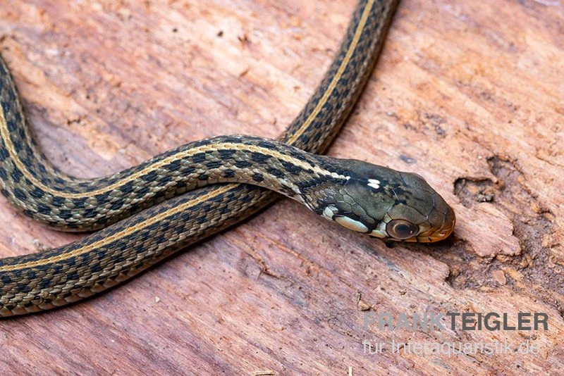 Gewöhnliche Strumpfbandnatter, Thamnophis Sirtalis 5 Gewöhnliche Strumpfbandnatter, Thamnophis Sirtalis – Bild 3
