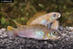 Glänzender Zwergbuntbarsch, Nanochromis Splendens, 1 Paar 5 Glänzender Zwergbuntbarsch, Nanochromis Splendens, 1 Paar -AQUATLATI Geschaft Glaenzender Zwergbuntbarsch Nanochromis splendens 2