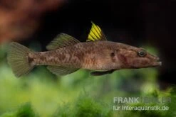 Towuti-Gelbflossengrundel, Glossogobius Flavipinnis -AQUATLATI Geschaft Glossogobius flavipinnis 6
