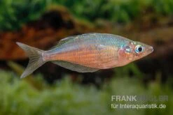 Gidomen-Regenbogenfisch, Glossolepis Spec. Gidomen, 5 Tiere -AQUATLATI Geschaft Glossolepis Spec Gidomen