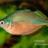 Dorityi-Regenbogenfisch, Glossolepis Dorityi, 5 Tiere
