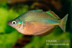Dorityi-Regenbogenfisch, Glossolepis Dorityi, 5 Tiere