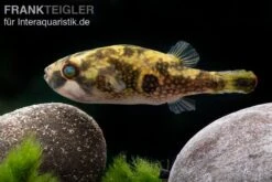 Glühaugen-Kugelfisch, Tetraodon Cutcutia 7 Glühaugen-Kugelfisch, Tetraodon Cutcutia -AQUATLATI Geschaft Gluehaugen Kugelfisch Tetraodon cutcutia 3