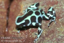 Goldbaumsteiger, Dendrobates Auratus