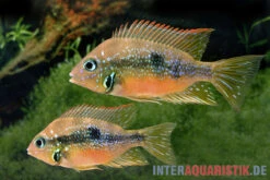 Goldbuntbarsch, Thorichthys Aureus -AQUATLATI Geschaft Goldbuntbarsch Thorichthys aureus Schaefer