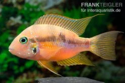 Goldbuntbarsch, Thorichthys Aureus -AQUATLATI Geschaft Goldbuntbarsch Thorichthys aureus neu 3