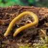 Golden-Cave-Tausendfüßer, Spiroboulus Sp. “Golden Cave”