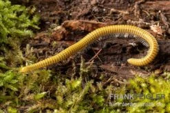 Golden-Cave-Tausendfüßer, Spiroboulus Sp. “Golden Cave” -AQUATLATI Geschaft Golden Cave Tausendfuesser Spirobolus sp Golden Cave 3