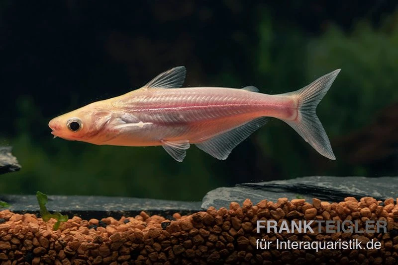 Haiwels Gold, Pangasius Sutchi 4 Haiwels Gold, Pangasius Sutchi - Image 2