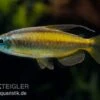Goldener Kongosalmler, Phenacogrammus Aurantiacus -AQUATLATI Geschaft Goldener Kongosalmler Phenacogrammus aurantiacus 1
