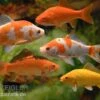 5x Goldfisch Im Mix, Carassius Auratus (Kaltwasser)
