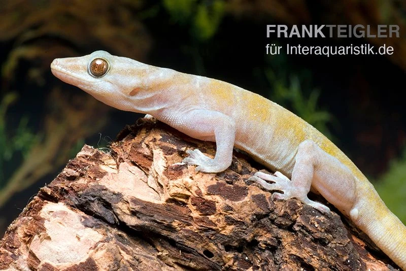 Goldgecko, Gekko Ulikovskii 3 Goldgecko, Gekko Ulikovskii