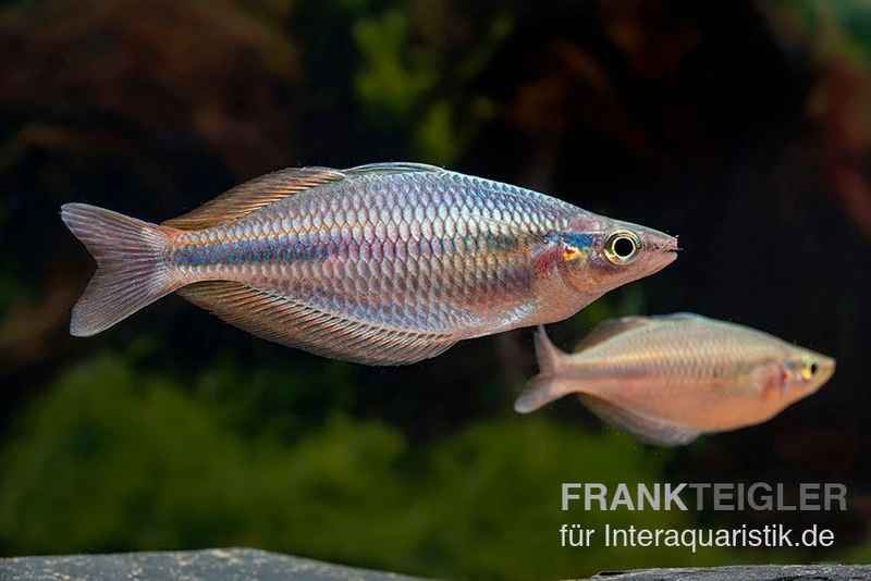 Goldie-Fluss-Regenbogenfisch, Melanotaenia Goldiei, 5 Tiere 3 Goldie-Fluss-Regenbogenfisch, Melanotaenia Goldiei, 5 Tiere