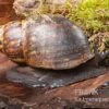 Große Achatschnecke, Archachatina Marginata Ovum -AQUATLATI Geschaft Grosse Achatschnecke Archachatina marginata ovum 1
