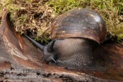 Große Achatschnecke, Archachatina Marginata Ovum -AQUATLATI Geschaft Grosse Achatschnecke Archachatina marginata ovum 3