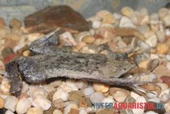 Große Wabenkröte, Pipa Pipa -AQUATLATI Geschaft Grosse Wabenkroete Pipa pipa 3