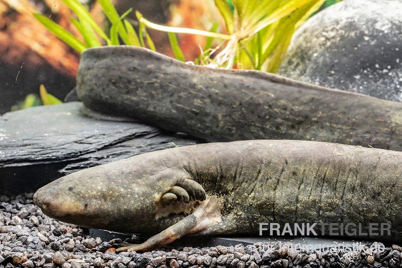 Großer Armmolch, Siren Lacertina 4 Großer Armmolch, Siren Lacertina – Bild 2