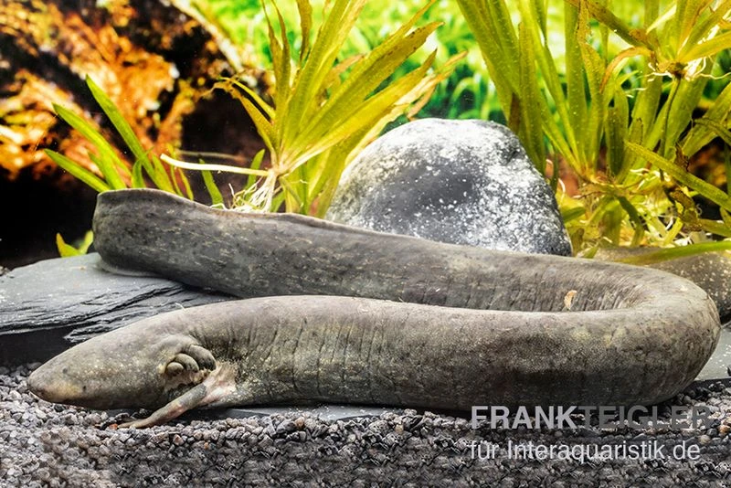 Großer Armmolch, Siren Lacertina 3 Großer Armmolch, Siren Lacertina