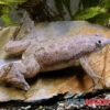 Großer Krallenfrosch, Xenopus Muelleri -AQUATLATI Geschaft Grosser Krallenfrosch Xenopus muelleri 2