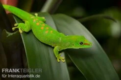 Grosser Madagaskar Taggecko, Phelsuma Mad. Grandis DNZ -AQUATLATI Geschaft Grosser Madagaskar Taggecko Phelsuma madagacariensis grandis 3