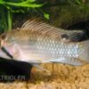 Großmaul Apistogramma, Apistogramma Norberti -AQUATLATI Geschaft Grossmaul Apistogramma norberti