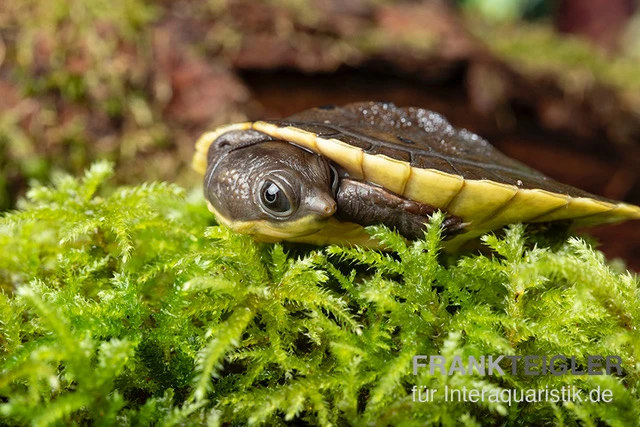 Grüne Spitzkopfschildkröte, Elseya Branderhorsti 4 Grüne Spitzkopfschildkröte, Elseya Branderhorsti – Bild 2