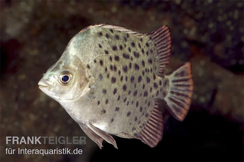 Grüner Argusfisch, Scatophagus Argus Argus 4 Grüner Argusfisch, Scatophagus Argus Argus - Image 2