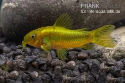 Grüngestreifter Panzerwels, Corydoras Venazuelanus "Green Stripe" CW09 -AQUATLATI Geschaft Gruengestreifter Panzerwels Corydoras venazuelanus Green stripe 2