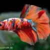 Halfmoon Kampffisch Koi Männchen, Betta Halfmoon Koi -AQUATLATI Geschaft Halfmoon Kampffisch Koi Betta Halfmoon Koi 1