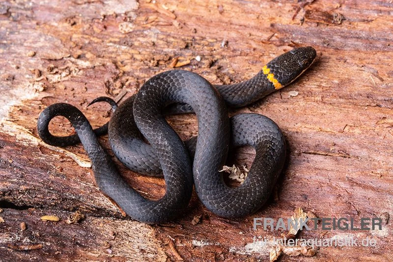 Halsbandnatter, Diadophis Punctatus 4 Halsbandnatter, Diadophis Punctatus - Image 2