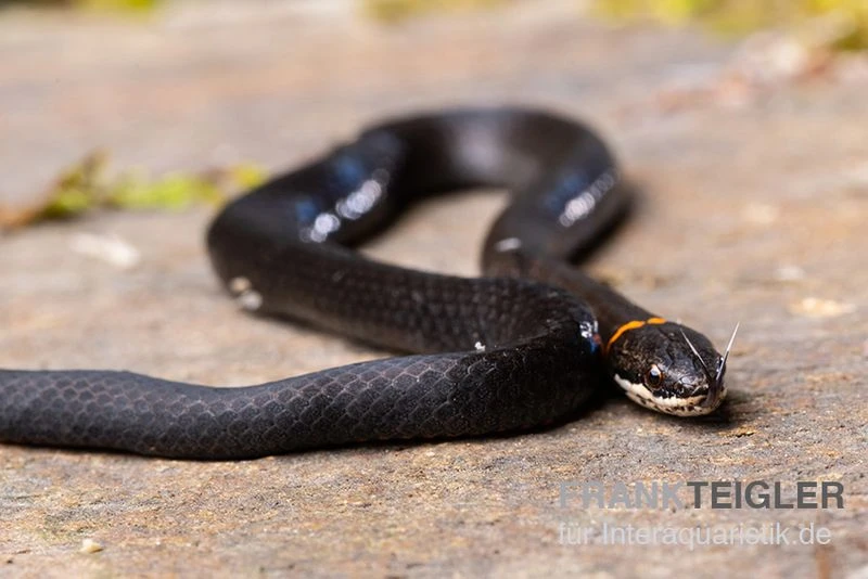 Halsbandnatter, Diadophis Punctatus 5 Halsbandnatter, Diadophis Punctatus - Image 3