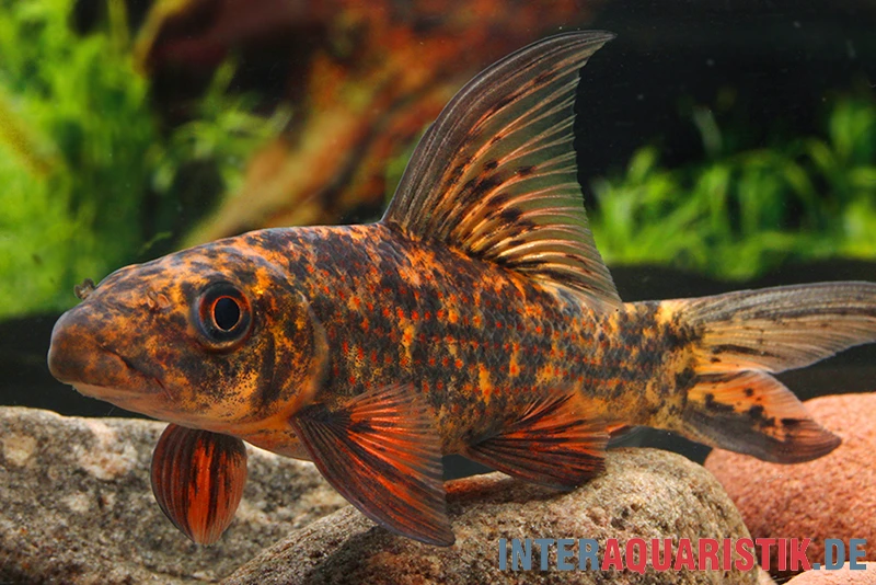 Harlekin-Fransenlipper, Labeo Cyclorhynchus 3 Harlekin-Fransenlipper, Labeo Cyclorhynchus