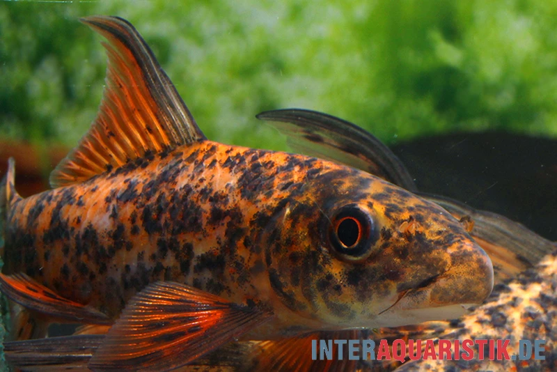 Harlekin-Fransenlipper, Labeo Cyclorhynchus 4 Harlekin-Fransenlipper, Labeo Cyclorhynchus - Image 2