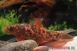 Harlekin-Fransenlipper, Labeo Cyclorhynchus 9 Harlekin-Fransenlipper, Labeo Cyclorhynchus -AQUATLATI Geschaft Harlekin Fransenlipper Labeo cyclorhynchus neu 3